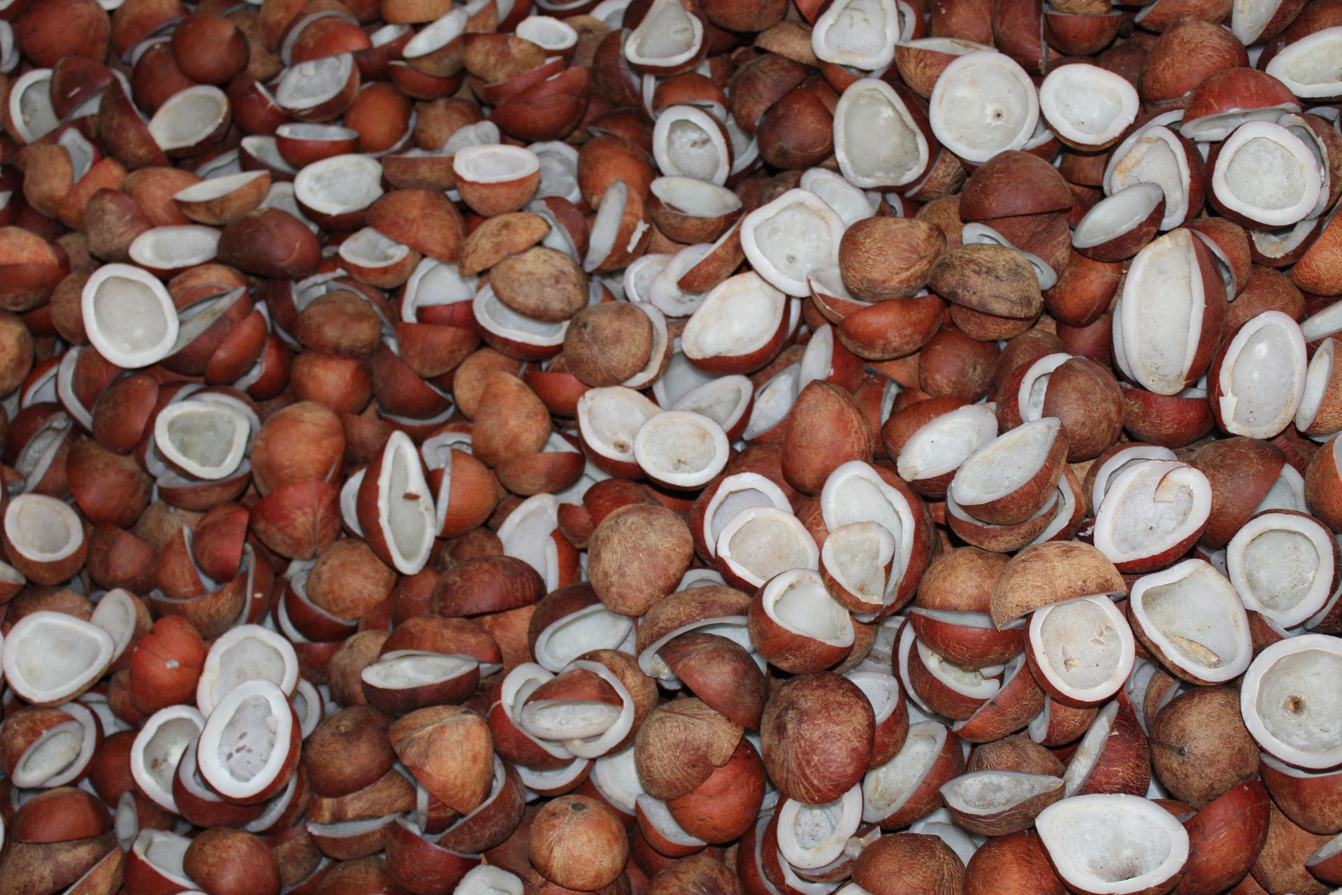 Dried Coconut