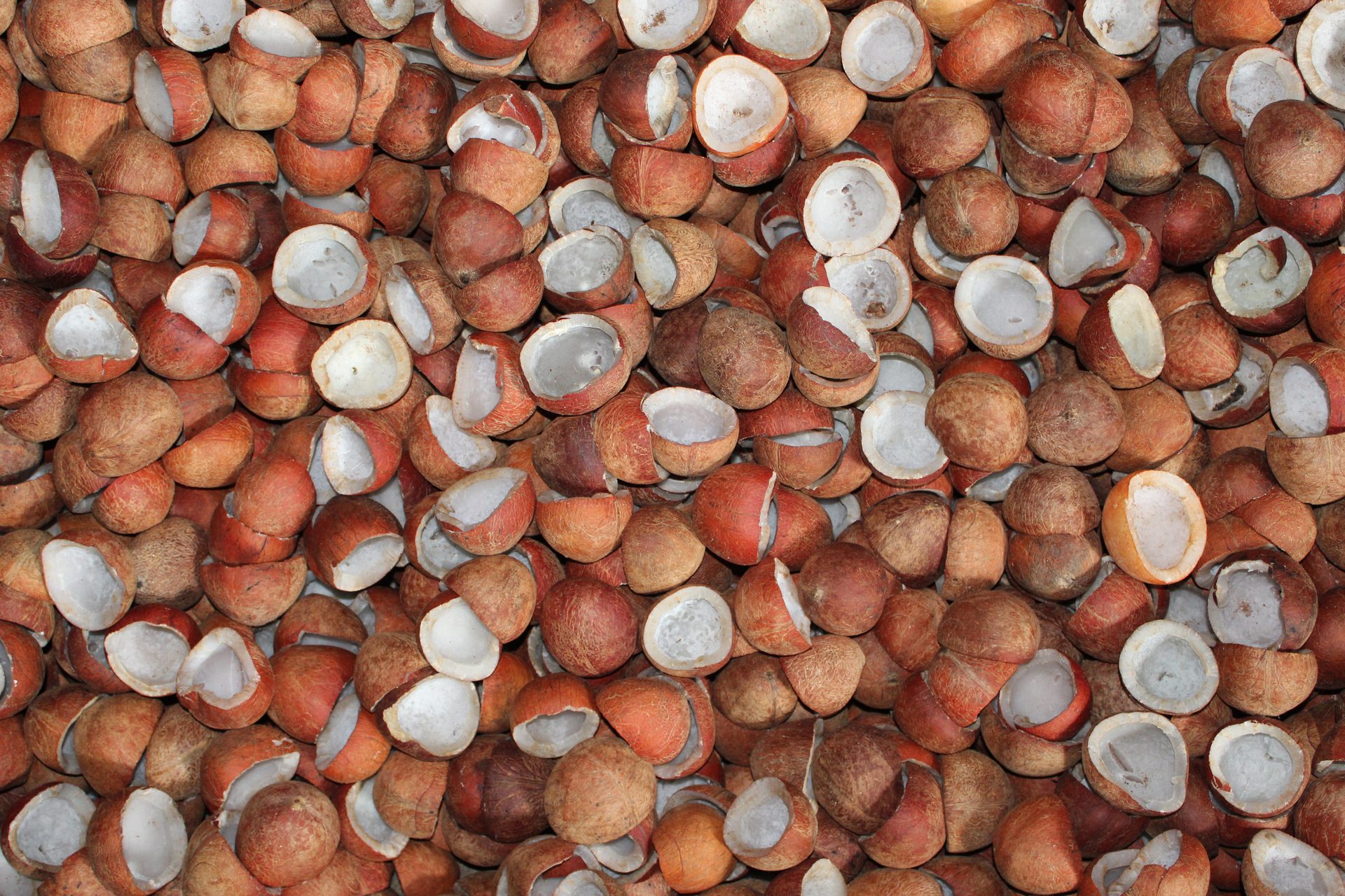 Coconut Copra - Supreme Oil Industries