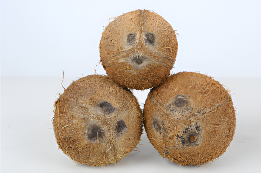 Coconut