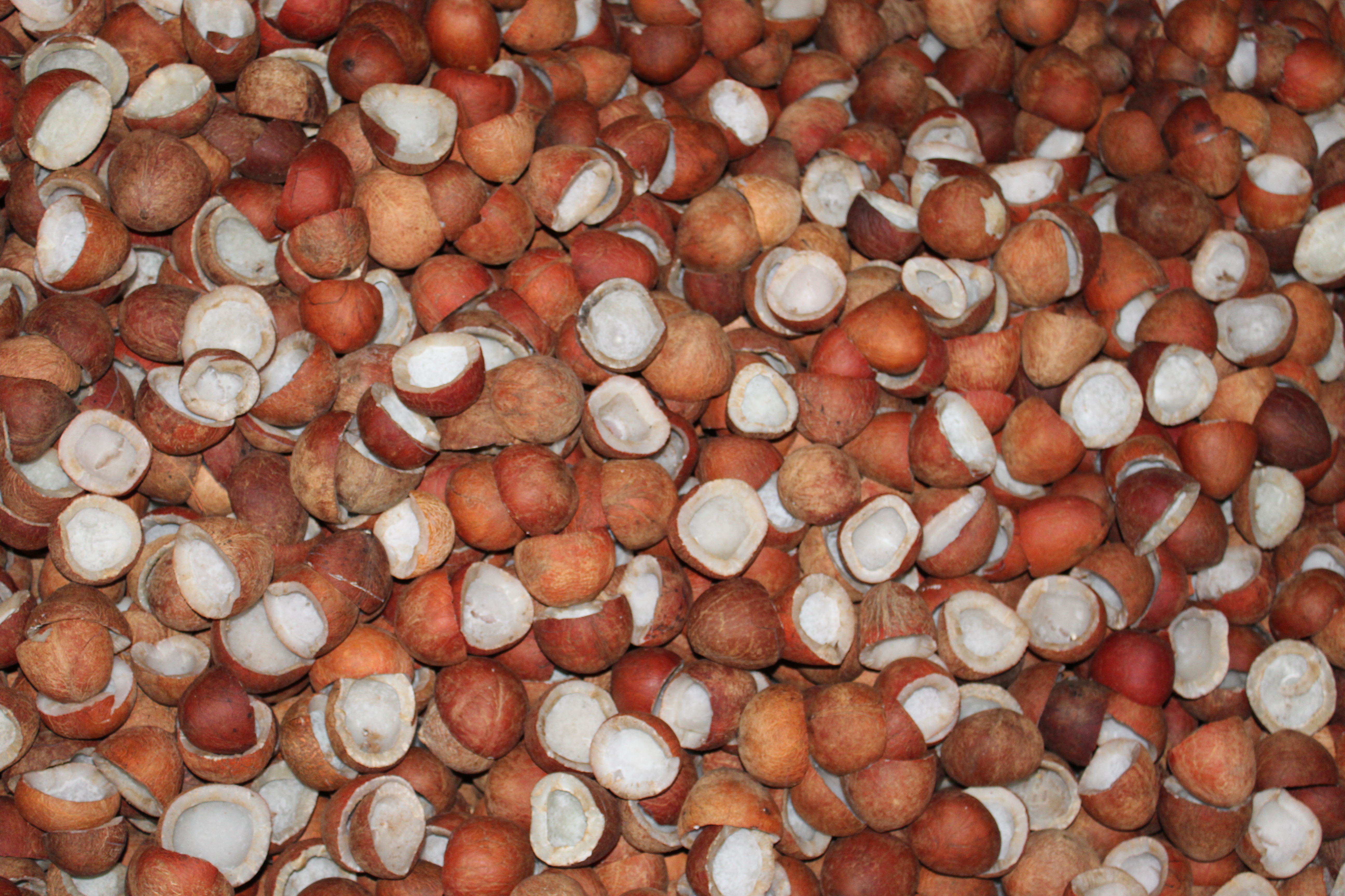 Packaging and Distribution